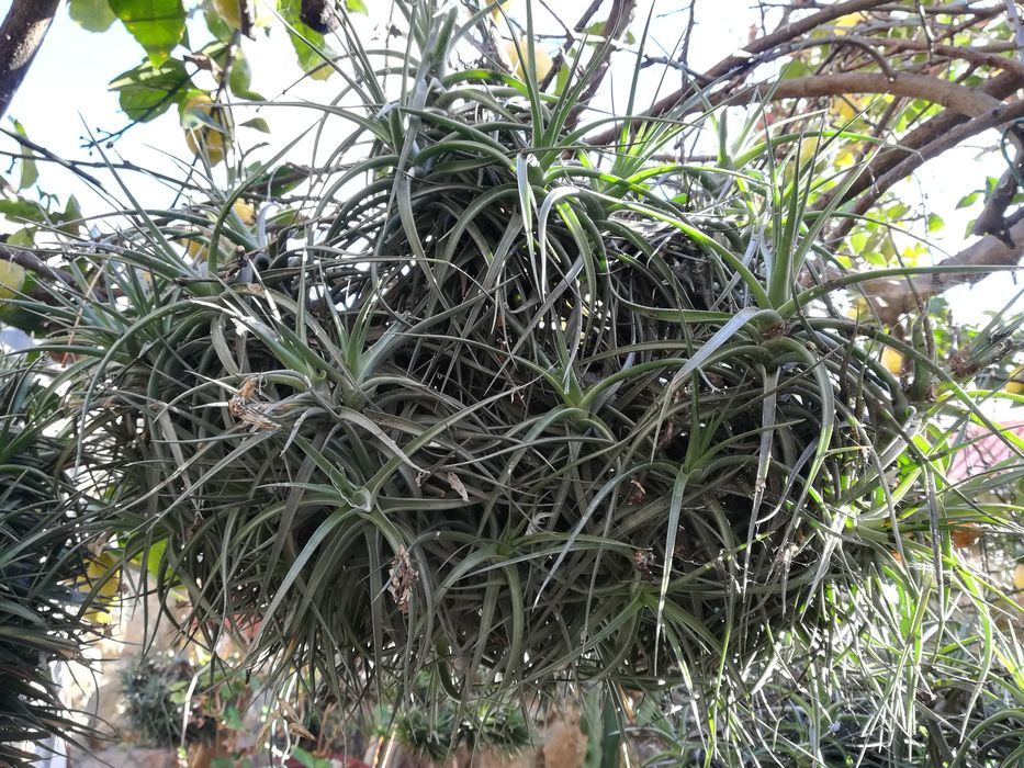 Planta aérea da  flor na primavera cor rosa e azul  .