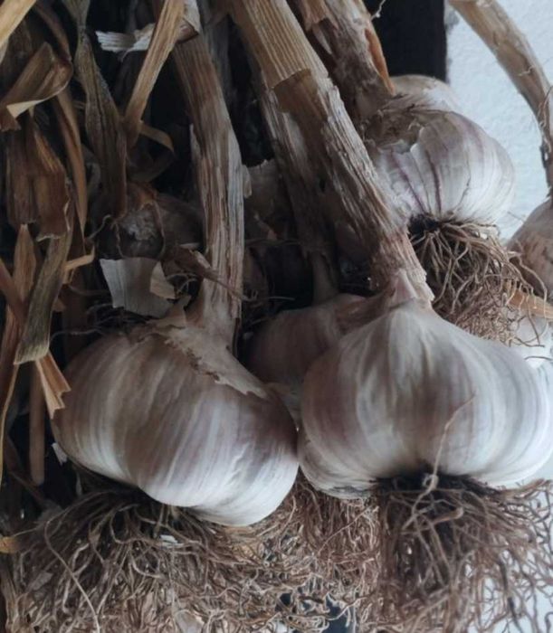 Sprzedam czosnek harnaś sam extra 7+