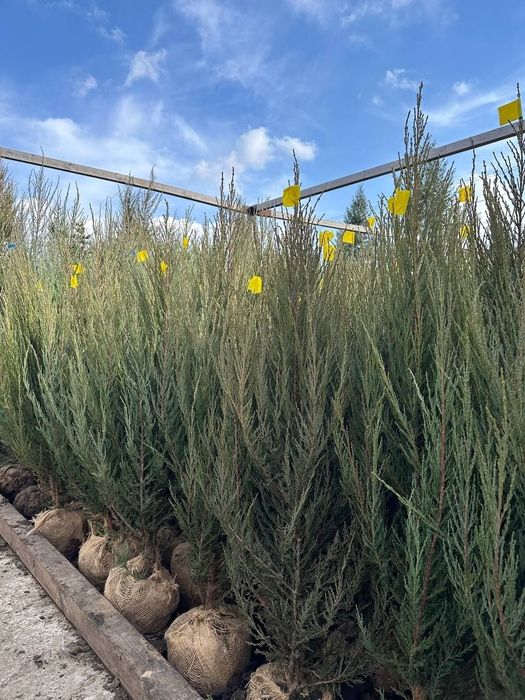 Ялівець Блю Арроу