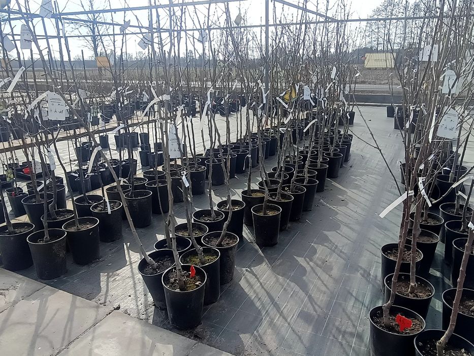 Drzewka owocowe  duży wybór