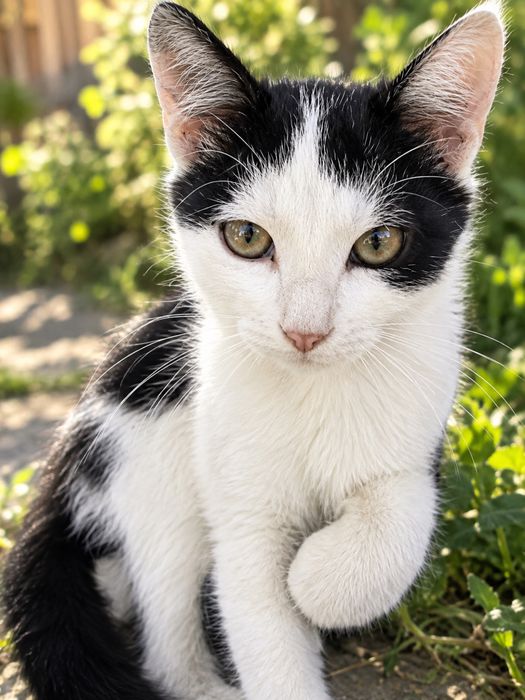 Котик особливо гарний шукає родину!!
