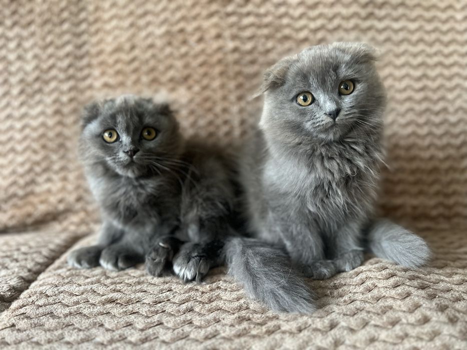 кошеня британська вислоуха
