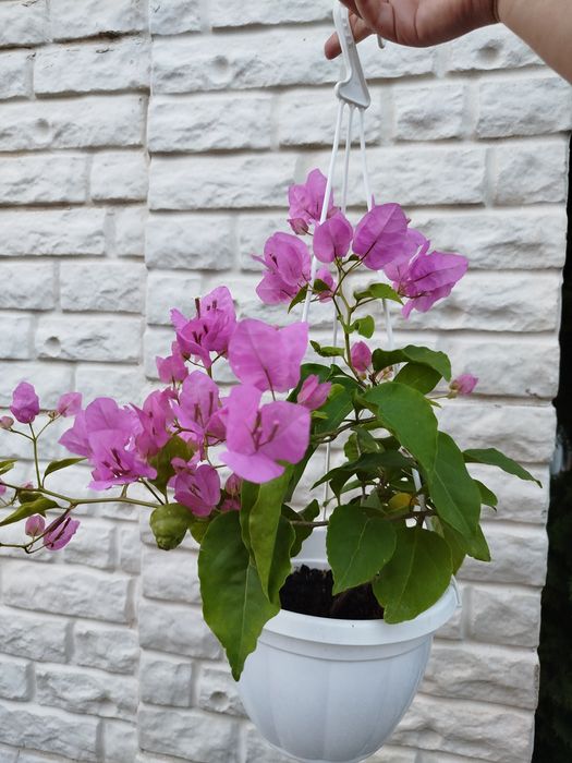 Бугенвиллия одеса бугенвілія садова та кімнатна