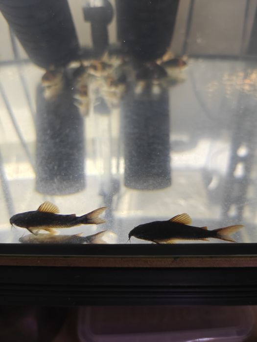 Kirys corydoras Black wenezuela