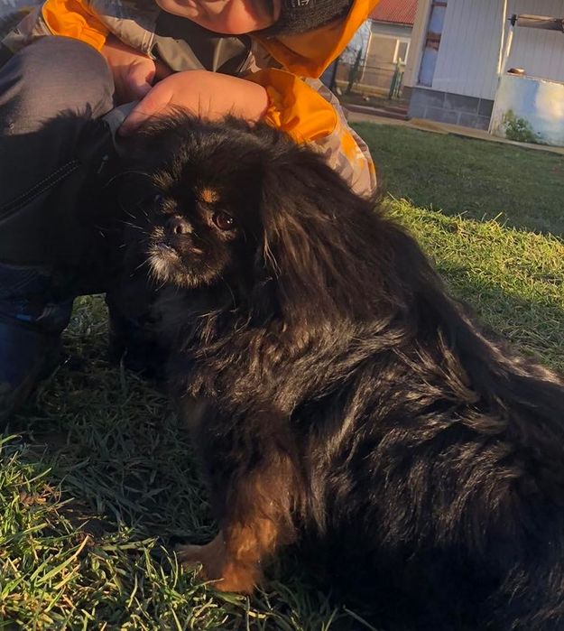 порода Пекінес,дівчинка