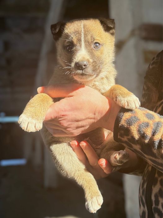 цуценята в добрі руки