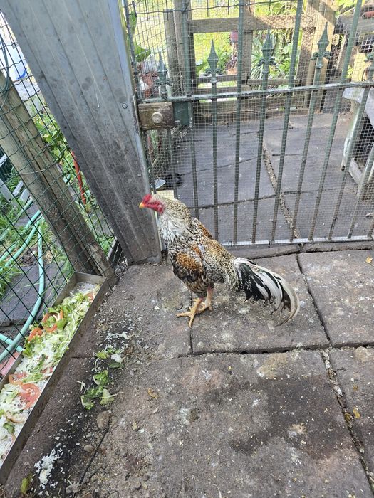 Galo indo brasileiro