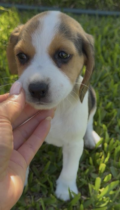 Beagle excelente