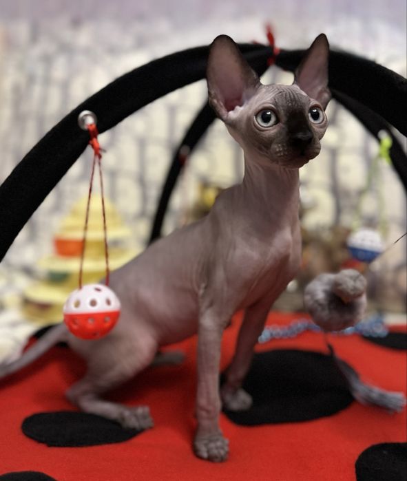 Клубные котята Канадский сфинкс