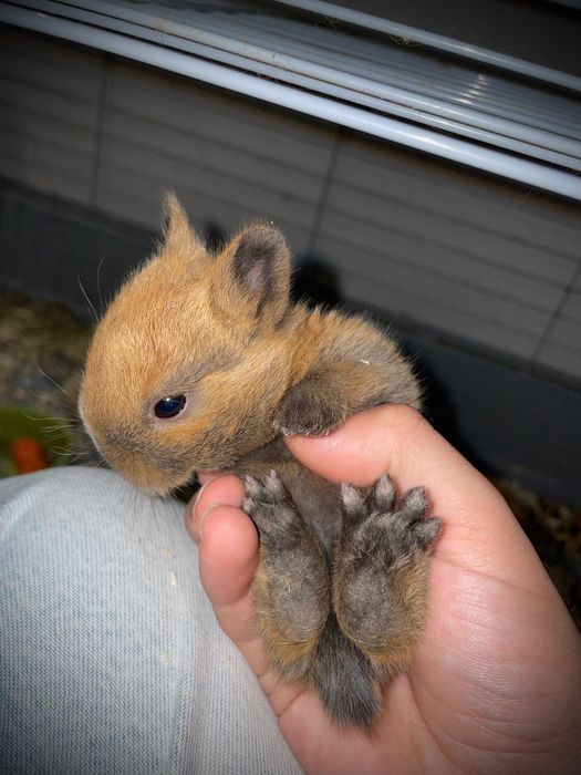 Coelhos Anões *Disponíveis*