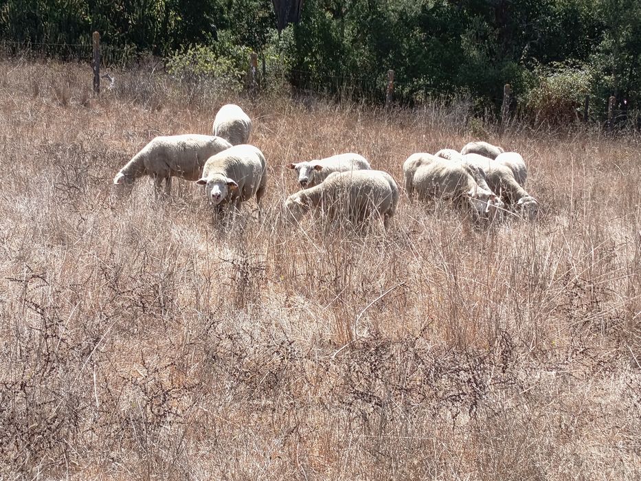 Vende -se pequenos rebanho de ovelhas