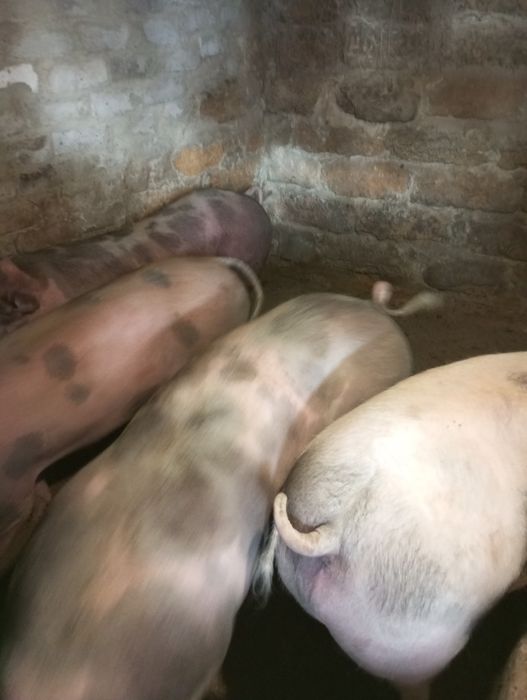 Продам свиней мясной породы 90 гр. За кг.