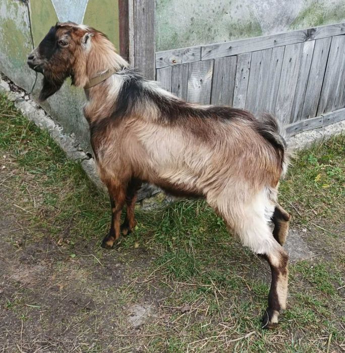 Козел Ламанча.Цап Ламанчі.