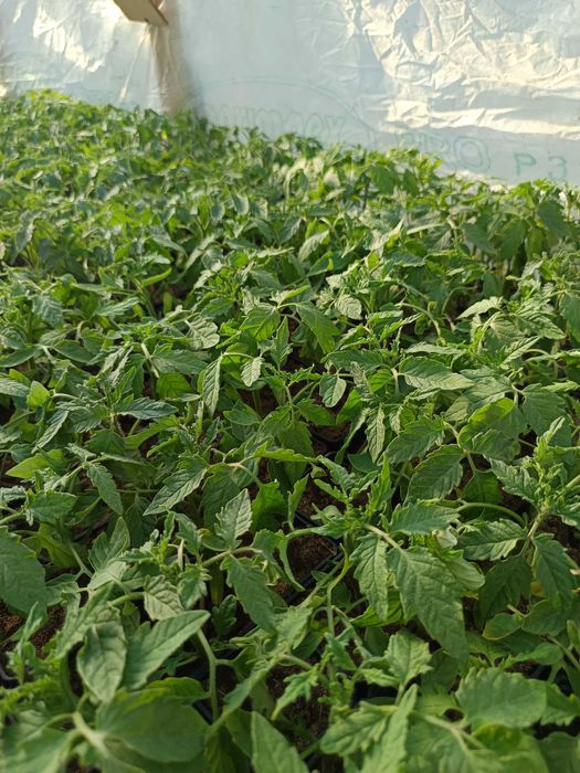 Rozsada pomidorów i inne warzywa