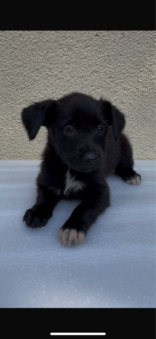 Cães bebés para adoção responsável