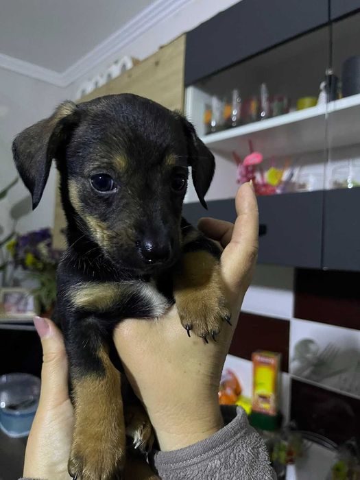 Цуцики такси безкоштовно (тато дворняга)