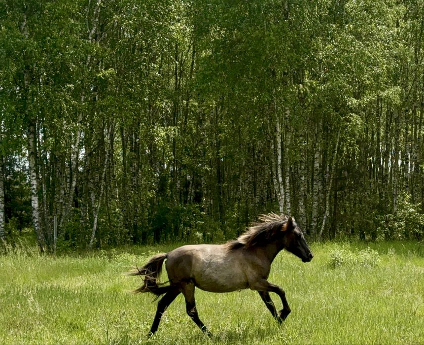 Roczna klacz huculska