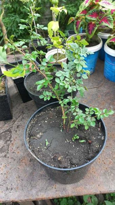 Продам хризантемы, розы, гибискус, ивы, туи, юкки, инжир, авокадо и др