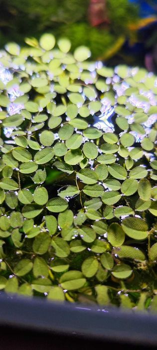 Salvinia Auriculata roślina pływająca