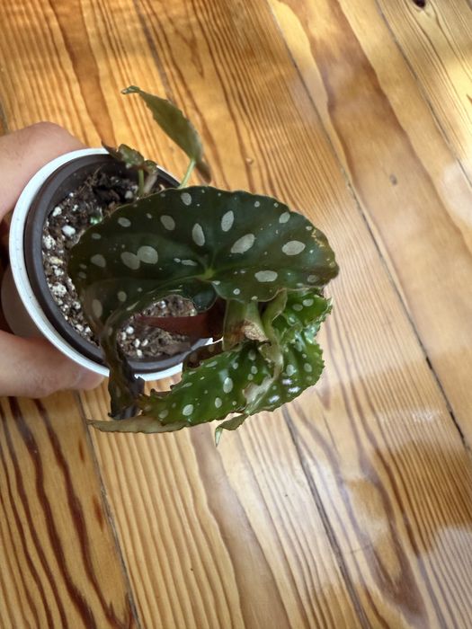 Begonias maculata