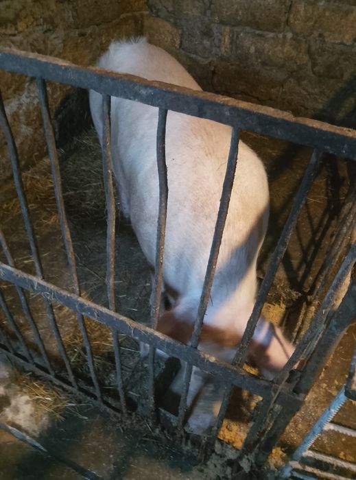 Чистокровна Порісна свиноматка після першого опоросу