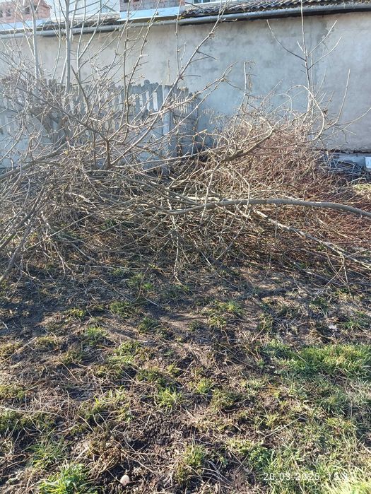 віддам безкоштовно відходи деревини