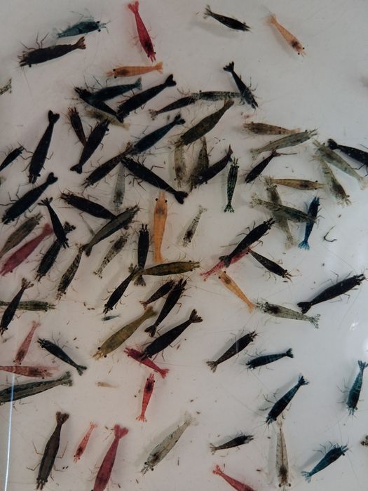 Krewetki akwariowe wielokolorowe