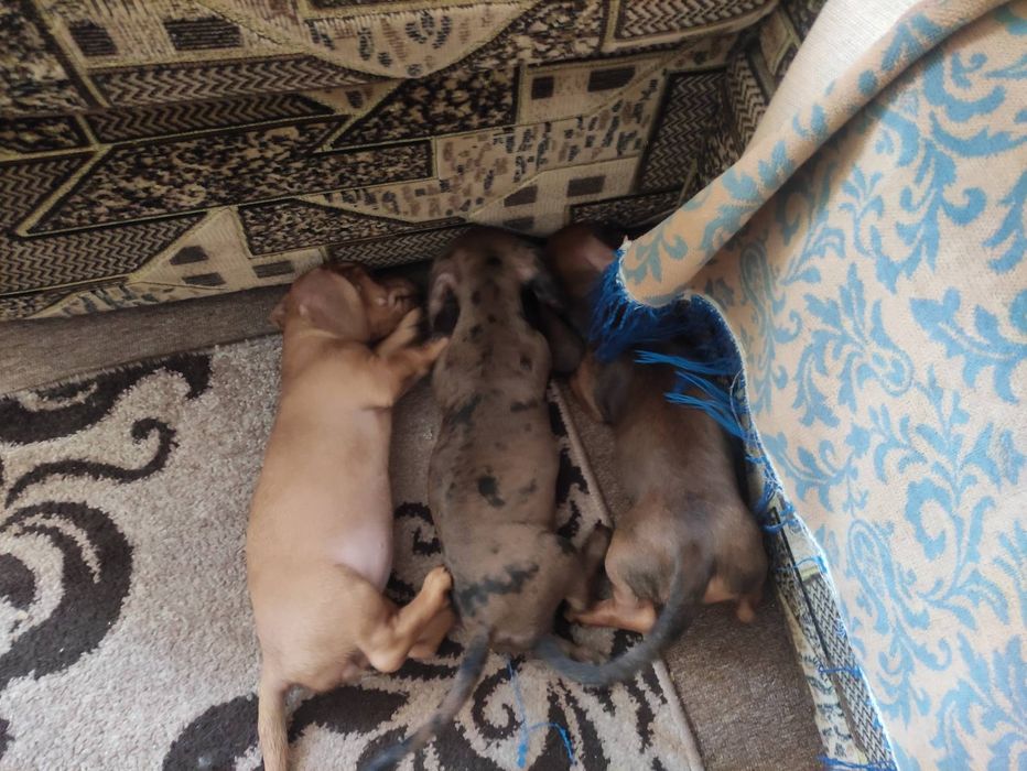 Продамо милих цуценят такси