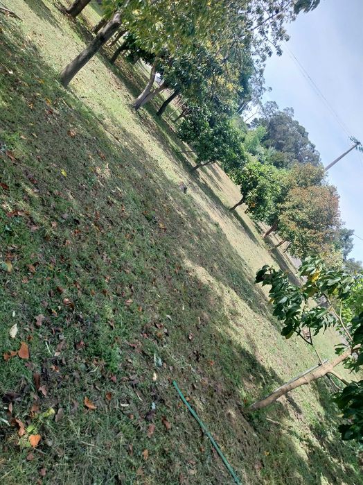 Limpeza de terrenos i jardins