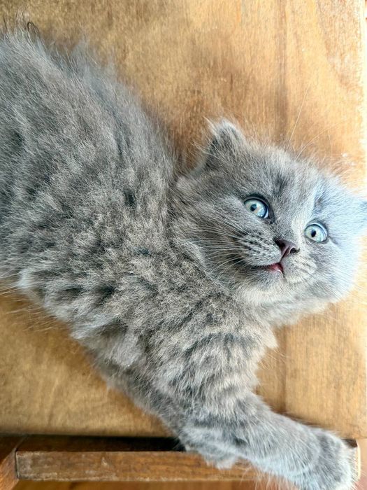 Котята британцы( прямоугки и вислоухие)