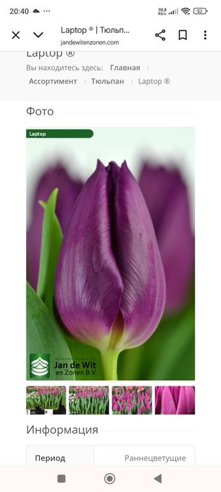 Продам тюльпани.