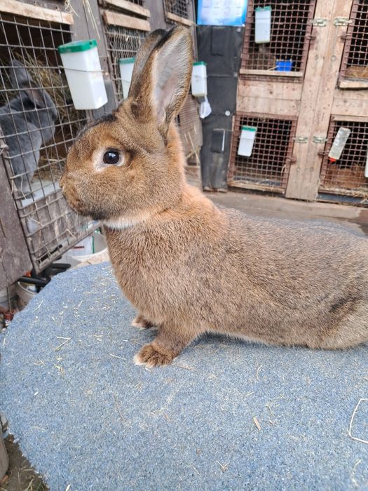 Samce samice wiedeńskie szare