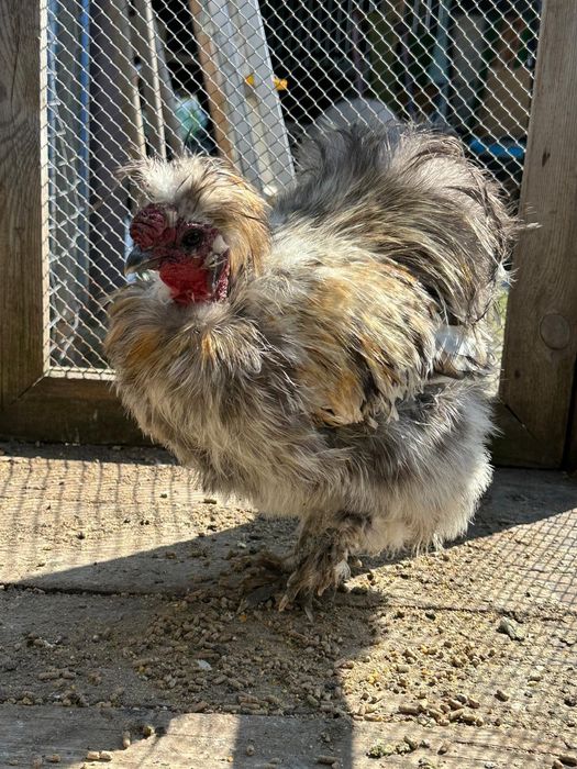 Kogut siilka  gołoszyjka