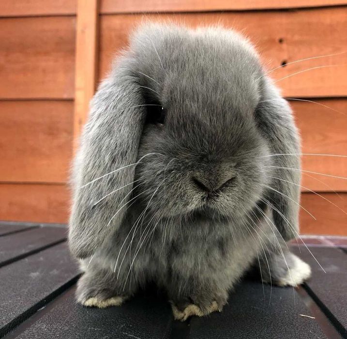 Coelhos anões orelhudos, mini lop adoráveis, KIT completo