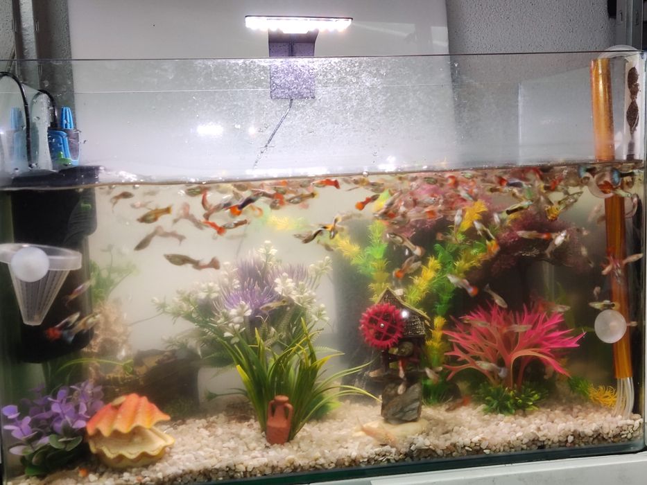 Guppys grande variedade