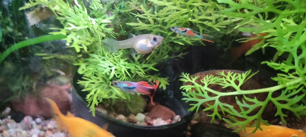 Sprzedam głupiki endlerta