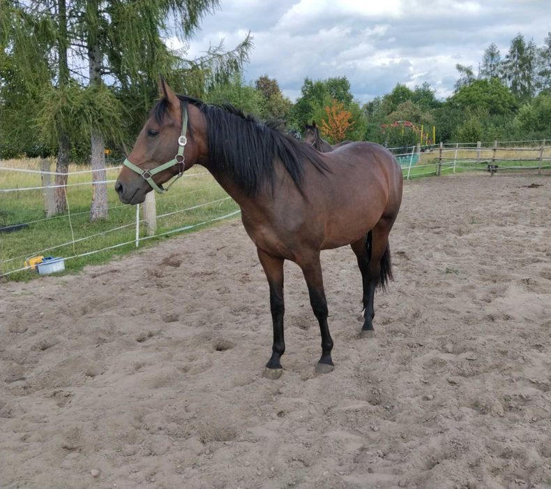 2 letnia klacz SP