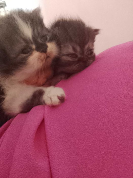 gatinhos persa cinza
