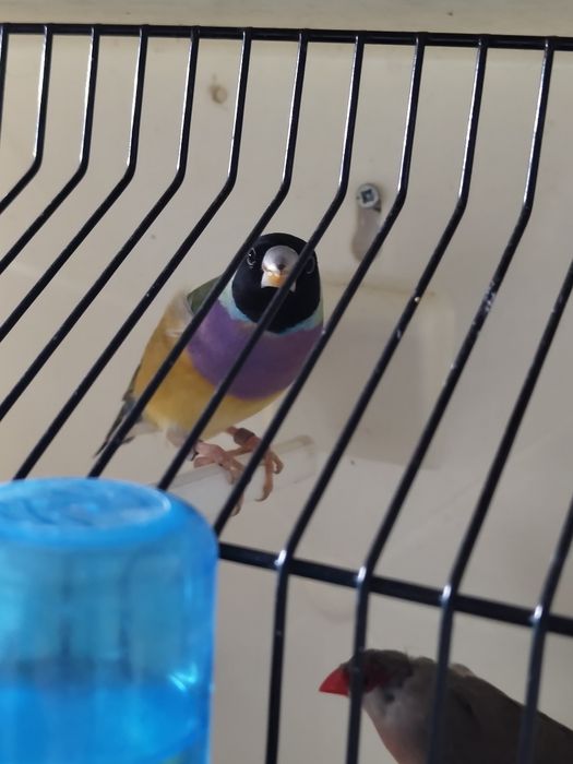 Diamante Gold fêmea