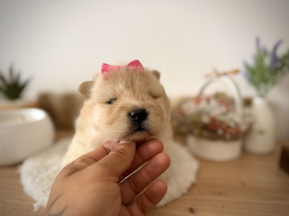 Menina chow chow fofinha