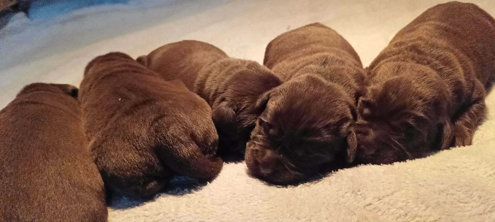 Labrador Retriever Zkwp/FCI - czekoladowe szczenię