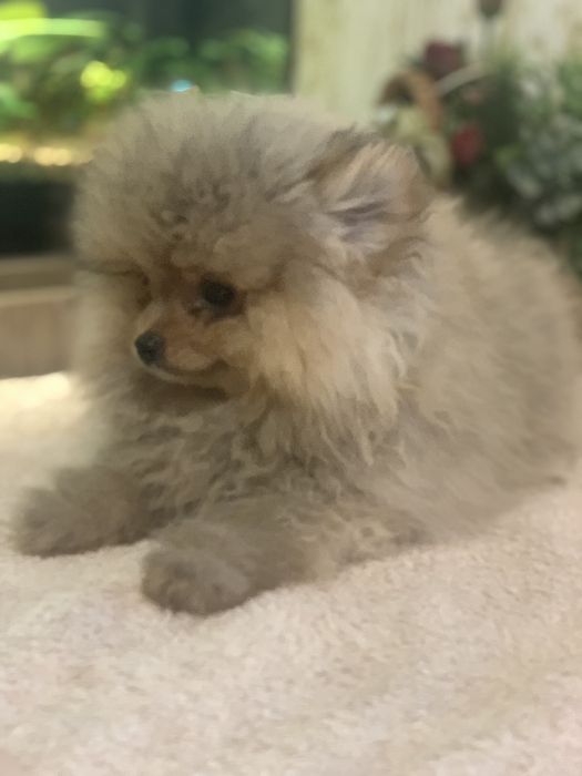 Померанський шпіц