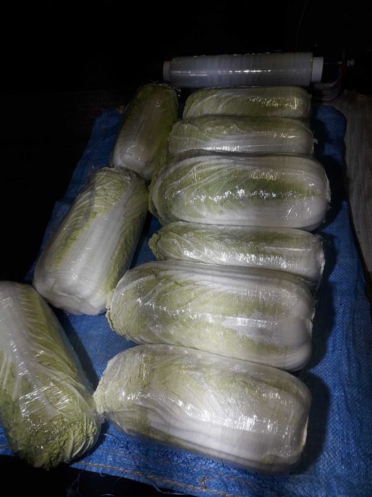 Kapusta pekińska pekin