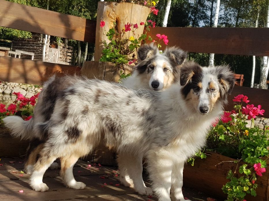 Owczarek szkocki collie blue merle