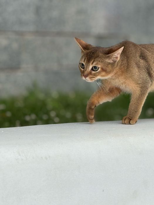 Милий та лагідний хлопчик Арчі