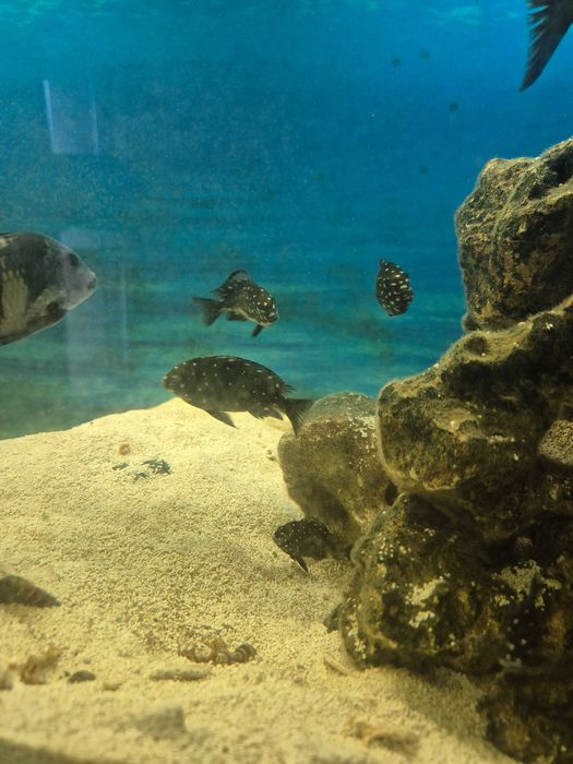 Tropheus  duboisi