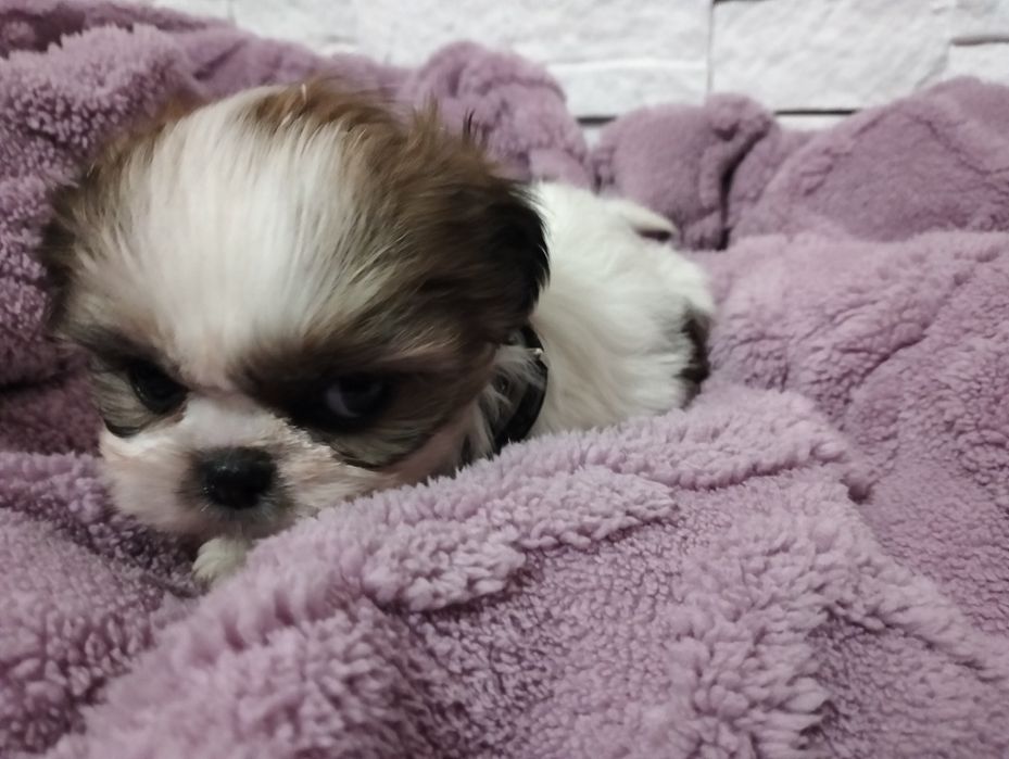 Shih tzu tricolor