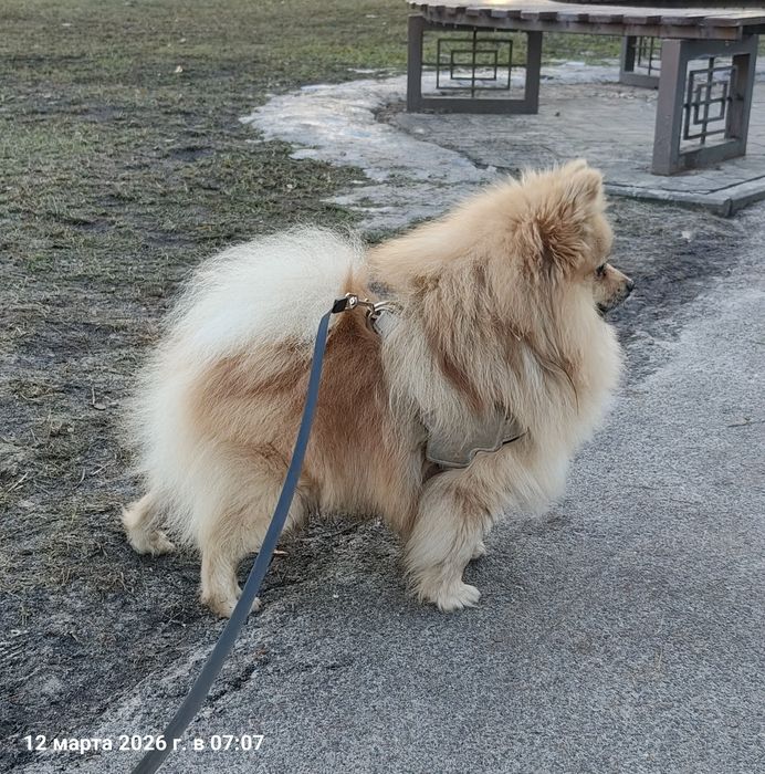 Шпіц шукає подругу