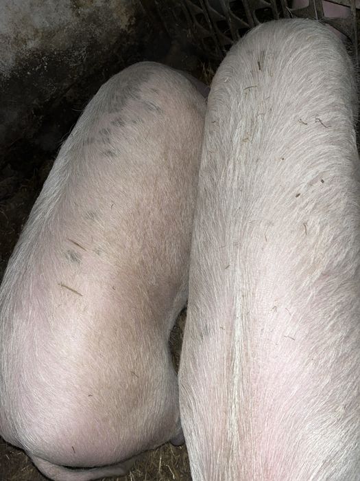 Продам домашню свиню