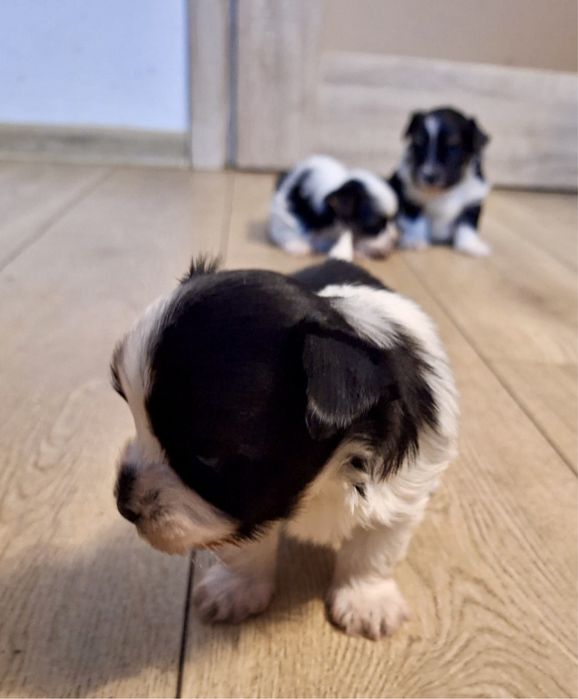 - Yorkshire  Terrier - biewer